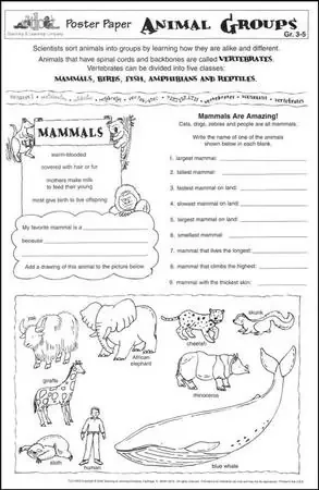 Animal Groups Poster Paper (pack of 30)