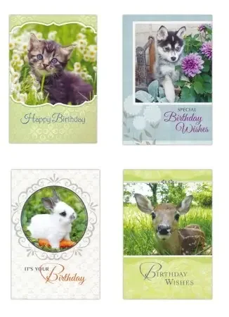 Favorite Friends, Birthday Cards, Box of 12