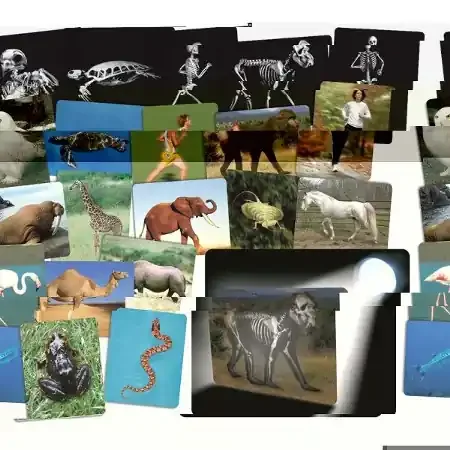 What‘s Inside Animals (16 cards)